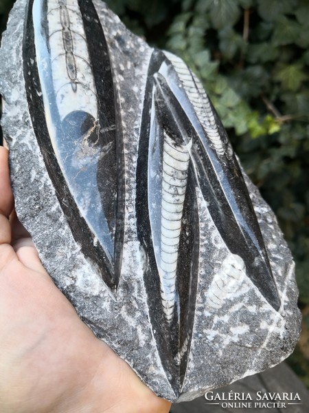 Large orthoceras fossil, fossil