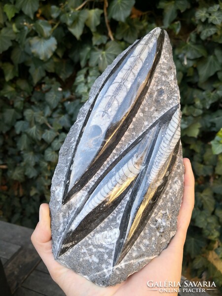 Large orthoceras fossil, fossil