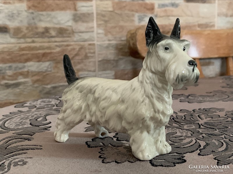 Porcelain terrier dog