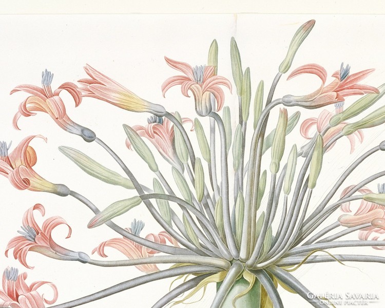 P.J. Redouté, Antik botanikai nyomat reprodukciója, vintage plakát