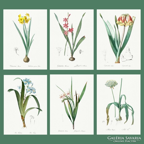 J.P. Redouté bájos botanikai nyomatainak reprodukciói, többféle, ár/db A4 méret (21*29 cm)