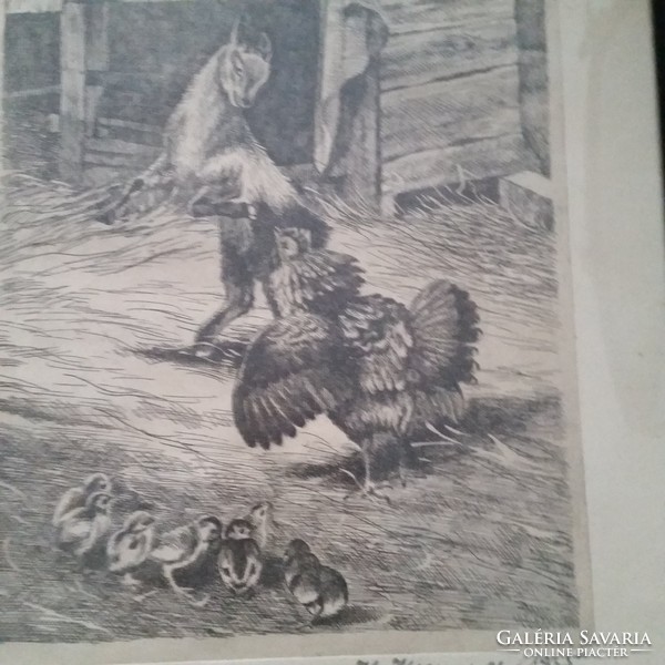 K.Krenner 1935: Protecting his chicks