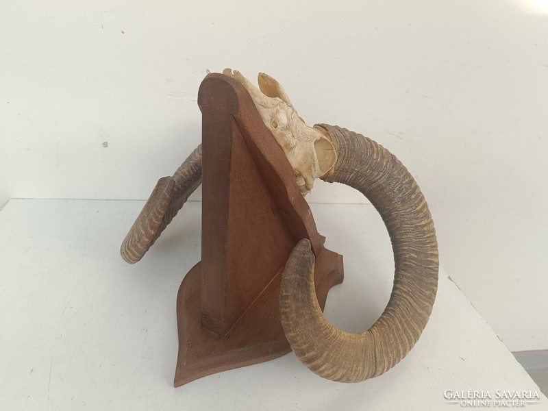 Antique mouflon horn trophy preparation 8650