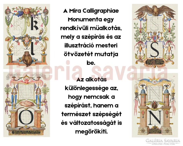 The letter O is richly decorated from the 16th century, from the work mira calligraphiae monumenta