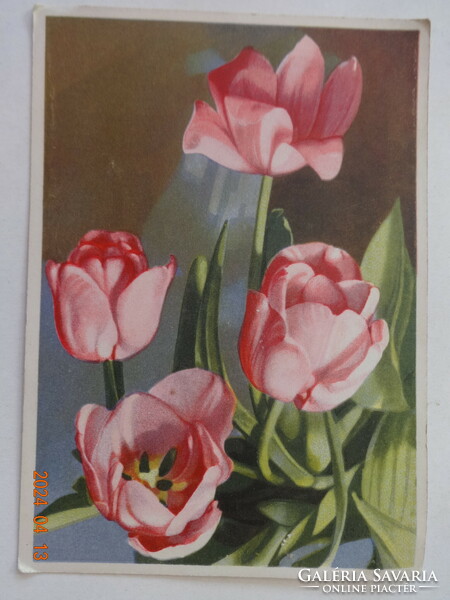 Régi grafikus virágos üdvözlő képeslap, postatiszta, tulipánok