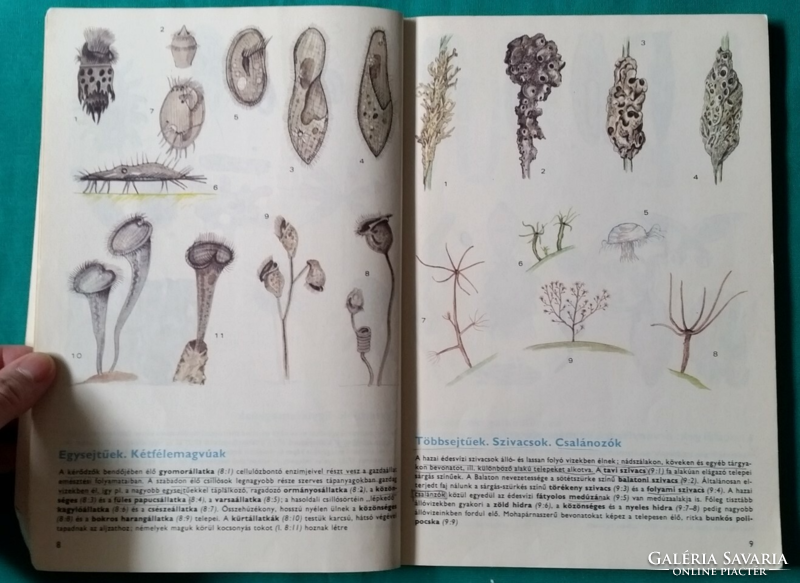'Dr. Zoltán Varga: animal knowledge - natural science > animal world > textbook