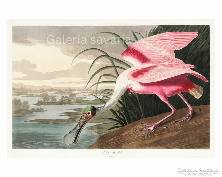 Finom színekben, rózsaszín madarat ábrázoló antik nyomat reprodukciója 39*26 cm