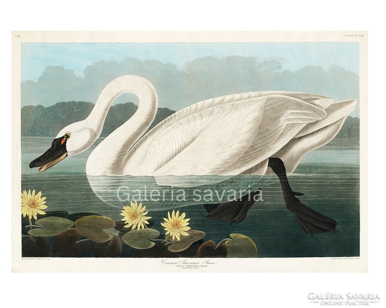 Reproduction of a print depicting a swan made in 1827, 40*27 cm