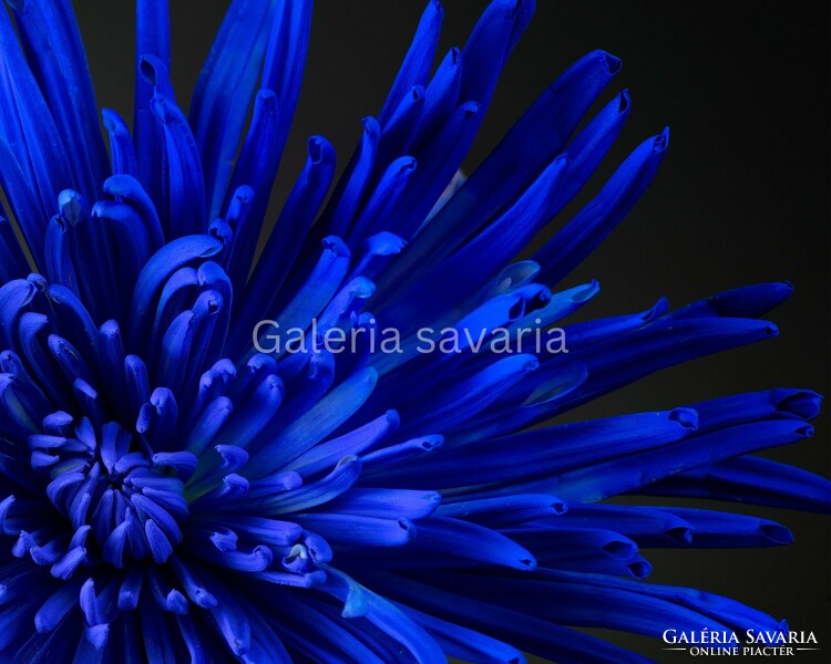 40*27 cm-es poszter egy csodaszép kék virágról, keret nélkül