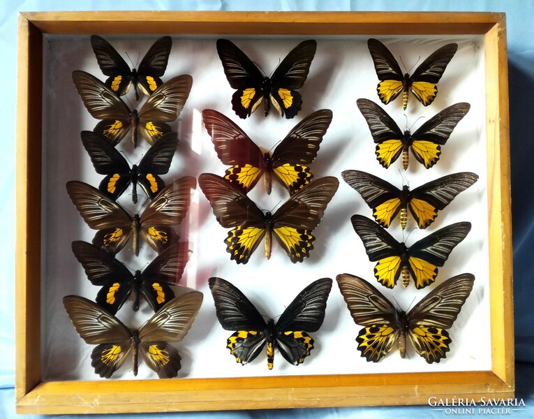 Antique professional butterfly collection