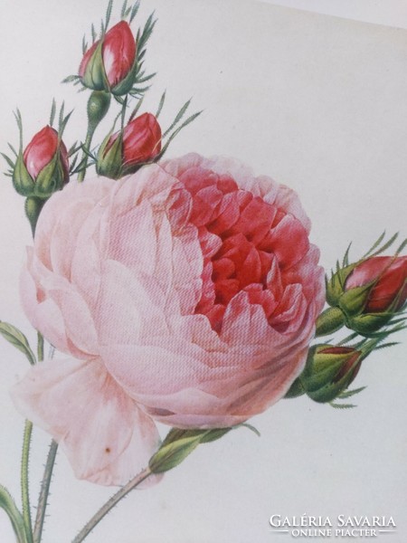 Framed, beautiful airy rose print reproduction 30x21 cm, j.P. Redouté botanical print