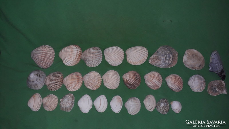 Nagyobbacska pile sea shell collection fossil in one as shown in the pictures