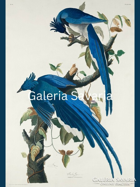 Reproduction of an antique print depicting a pair of blue birds of happiness - 40*30 cm