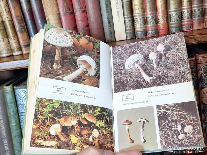 Mushroom!!! 1978-Natura bp.- Kalmár / makara: edible and poisonous mushrooms