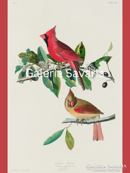 Szép piros madár párt ábrázoló antik nyomat reprodukciója 40*30 cm
