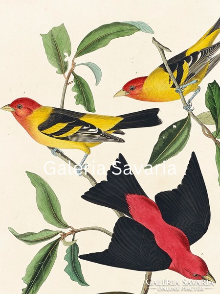 Bájos, madarakat ábrázoló antik nyomat reprodukciója, 30*40 cm-es plakát