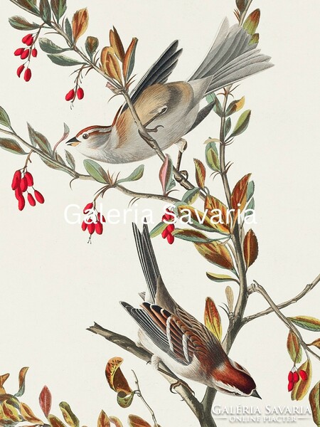 30*40 cm-es plakát, gyönyörű madarakat ábrázoló antik nyomat reprodukciója