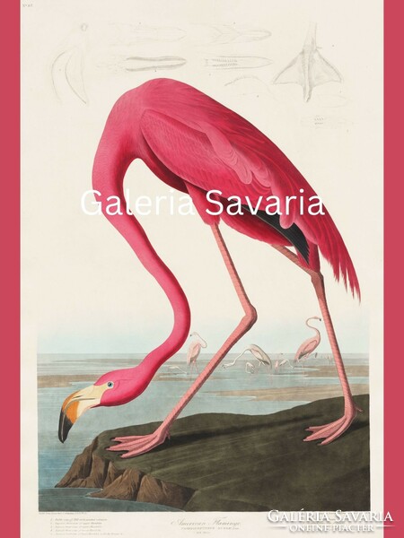 Modern reproduction of an antique print depicting a pink drinking bird, 40 * 30 cm