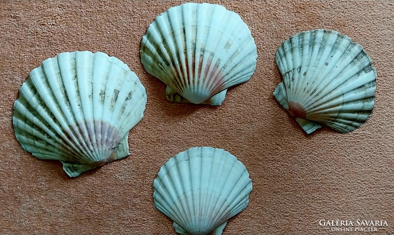 Tengeri shell kagylók és egyéb kagylók gyűjteményből.
