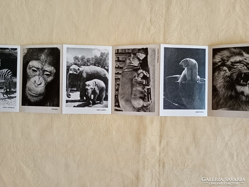 Képeslap leporelló Budapést Állatkert 1966