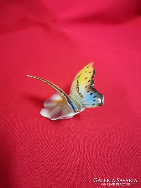 Drasche moth!