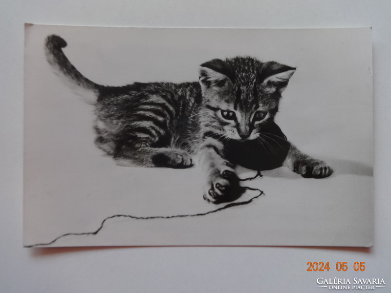 Régi grafikus cicás üdvözlő képeslap, Vassányi Béla fotó