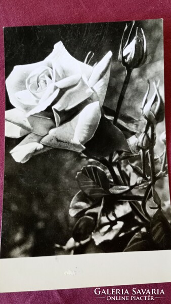 1960-1963. Black and white postcards depicting roses