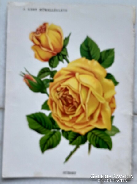 Műmelléklet rózsa ábrázolássa az 1890-es évekből, A kert (1894-1918) című kertészeti szaklapból