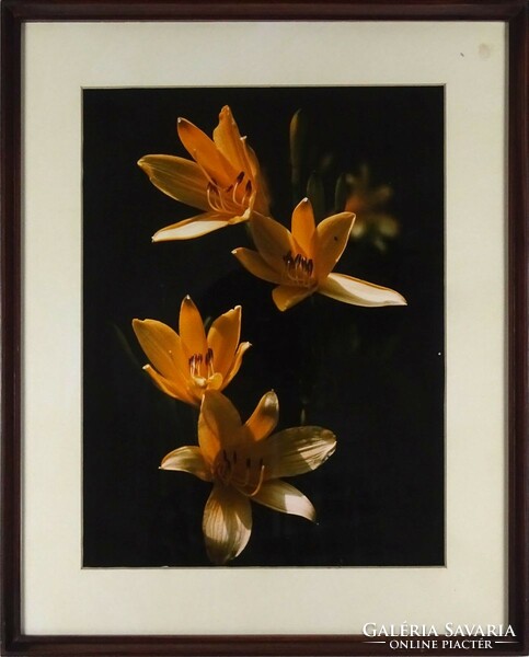 1R362 xx. Century photographer: nature photo - yellow lily 52 x 42 cm
