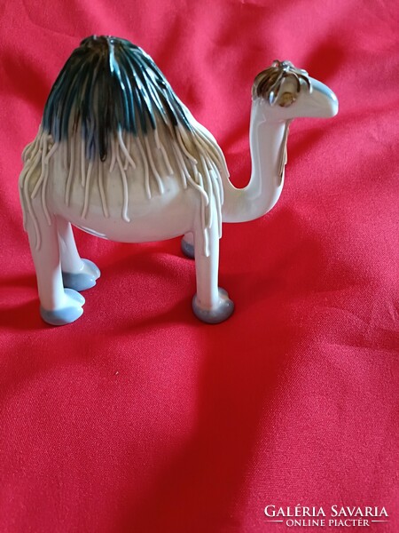 Aquncum aqazar humped camel!!!!