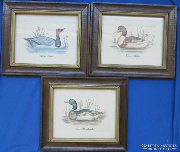 3 duck pictures in a wooden frame for sale together, 25.8 x 21.8 cm, 18.5 x 14.5 cm