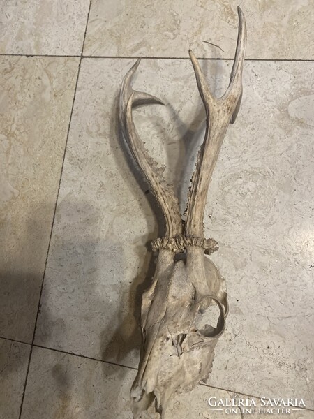 Régi őz agancs trófea 40cm