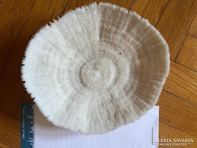 Korall fosszilia a Vörös-tengerből /1