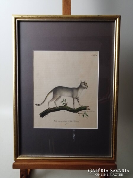NÚBIAI MACSKA - FELIS MANICULATA - ANTIK LITOGRÁFIA - FRIEDRICH CARL VOGEL /1806-1865/