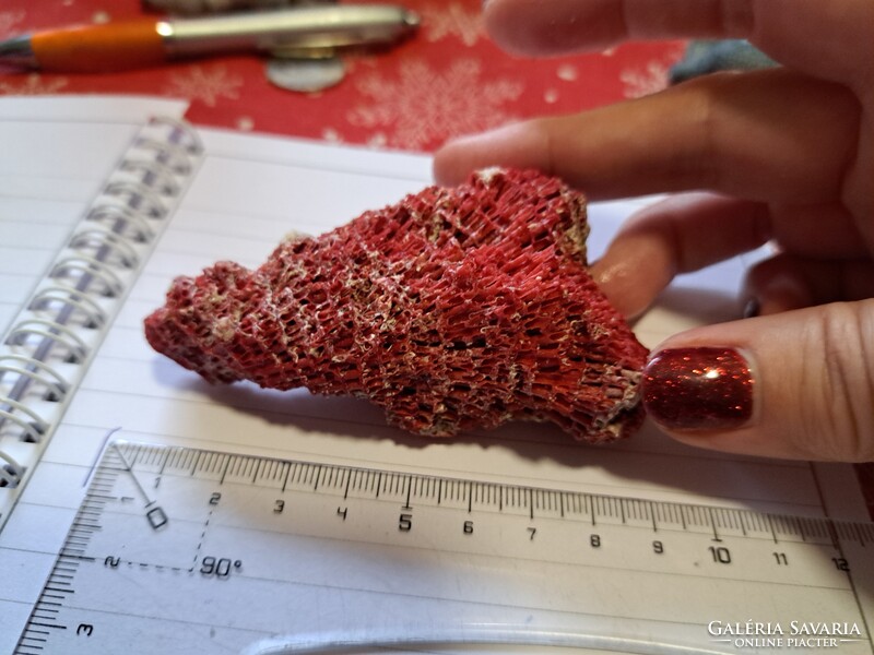 Eredeti vörös bambusz korall Indonezia/ Dél- kínai tenger