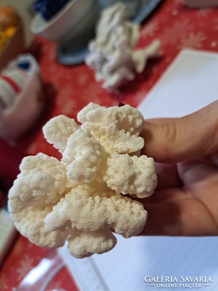Eredeti fehér korall  10 cm Indonezia/ Dél- kínai tenger