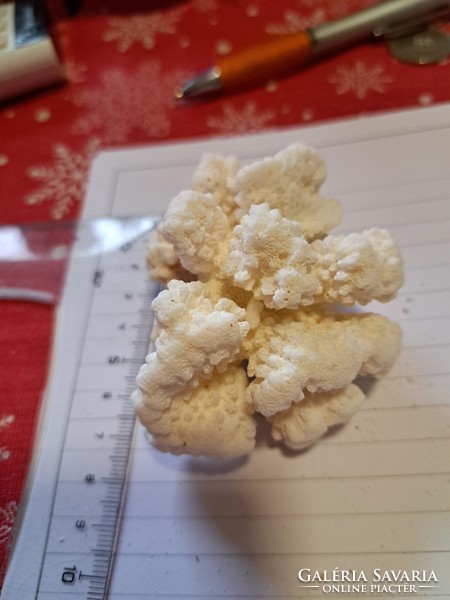 Eredeti fehér korall  10 cm Indonezia/ Dél- kínai tenger