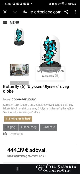 Preparált lepkék üveg tárolóban, Morpho pillangó taxidermia