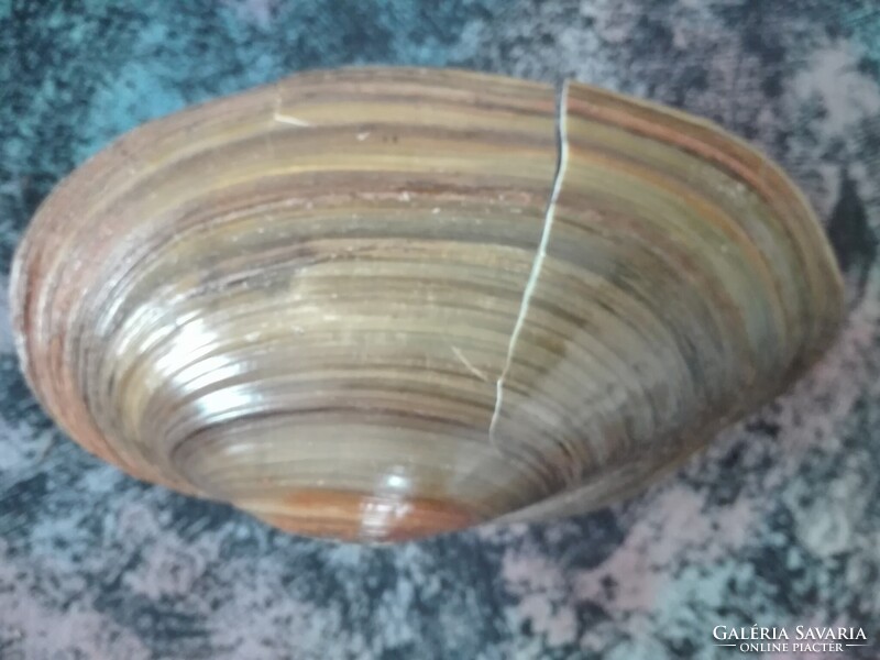 Tavi kagyló 18 cm