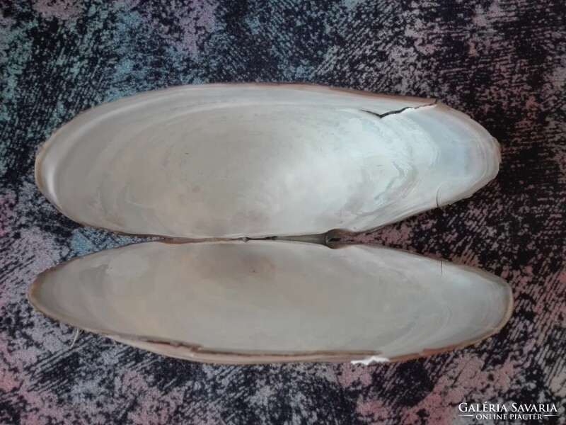 Tavi kagyló 18 cm