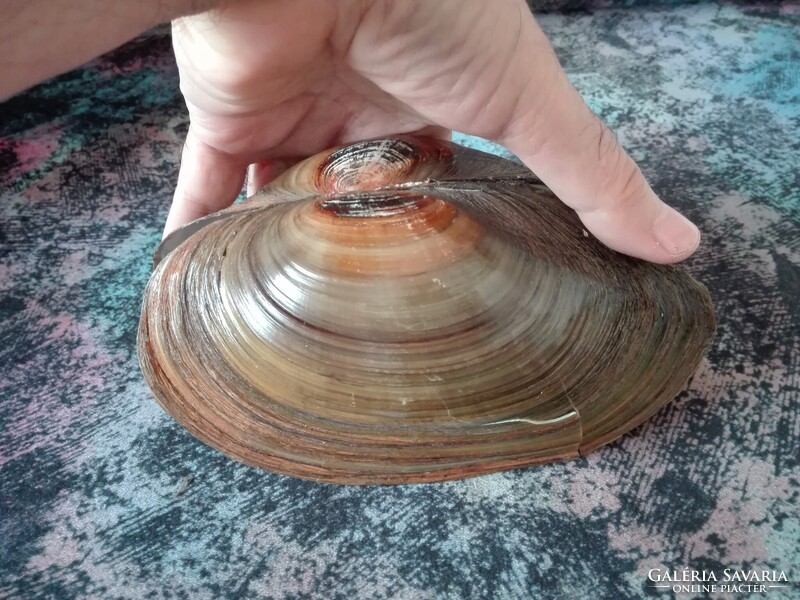 Tavi kagyló 18 cm