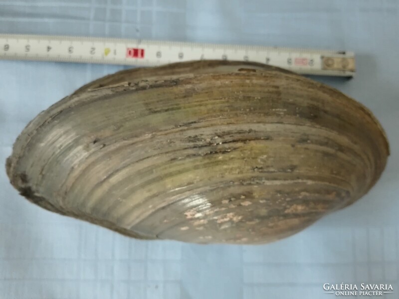Tavi kagyló 14 cm