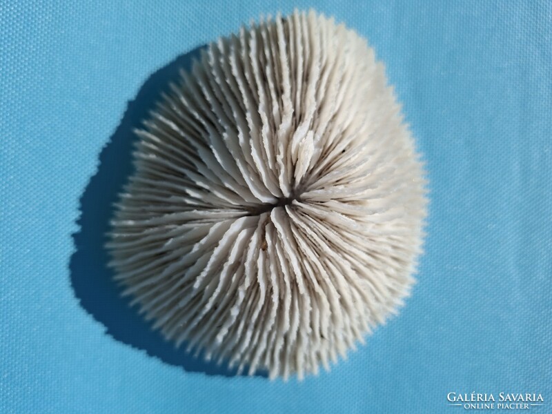 Tengeri csiga kagyló korall