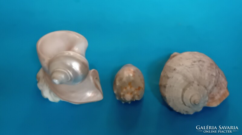 3 tengeri kagyló