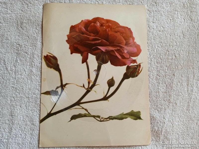Roza Colorvoz Hanglemez circa 1965
