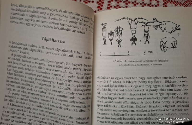 A ponty és horgászata ( MOHOSZ   1980.)