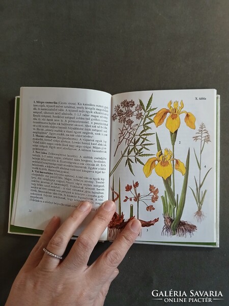 Dr. Tuba Zoltán, Bíró Krisztina - Vízinövények - Búvár zsebkönyvek,1995