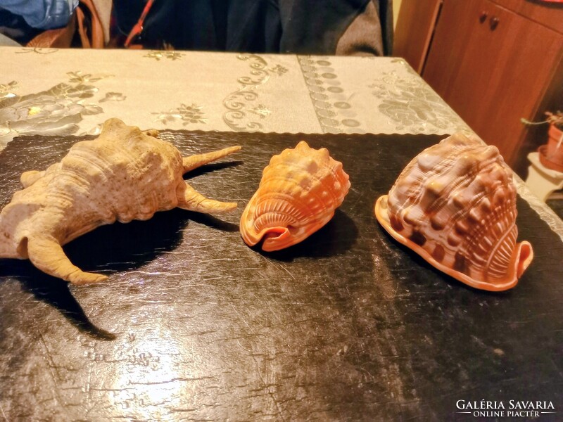 Tengeri csigák kagylók.Tengerek ékszerei