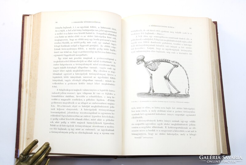 1881 - Topinard Az anthropológia kézi könyve Számos illusztrációval kiadói kötésben !!