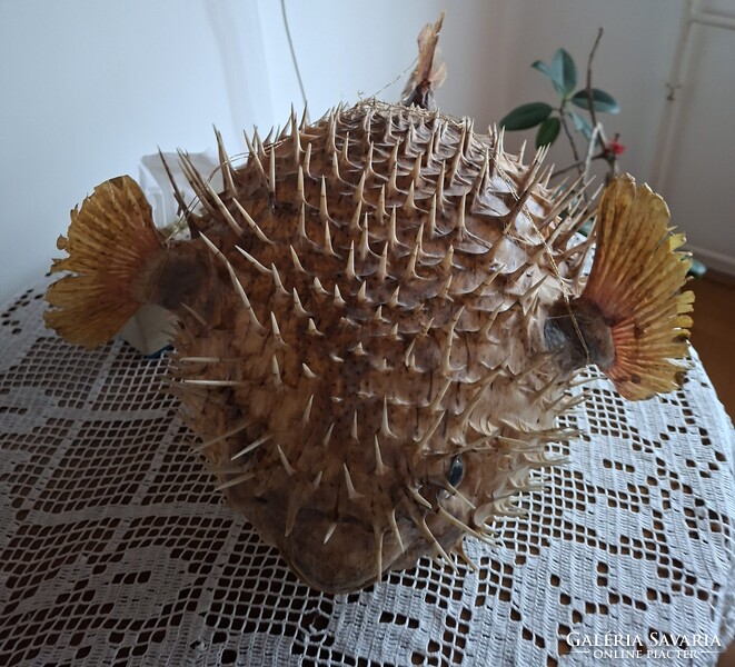 Tüskés gömbhal preparatum